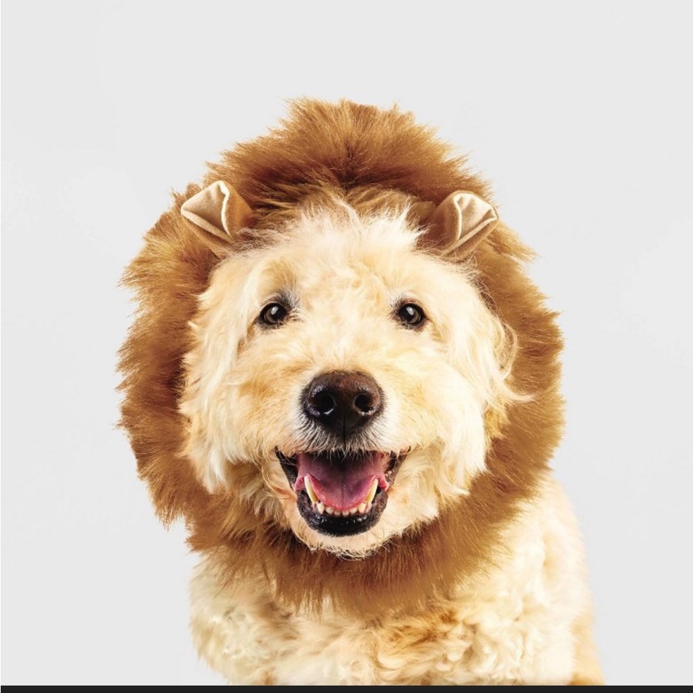 Boots & Barkley Lion Mane Costume - L/XL